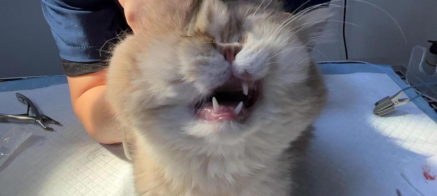 探究猫为什么会出现下齿掉光的现象（猫的下齿掉光）