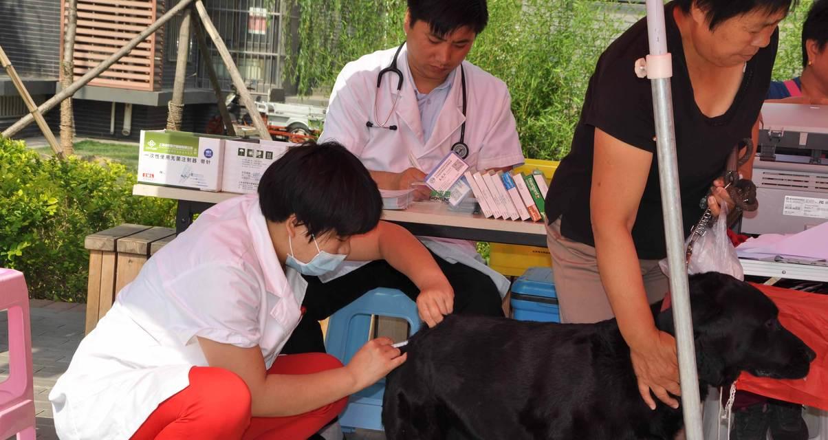 狂犬病毒检查的必要性及相关方法（保护自己及他人安全的重要举措）