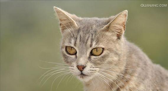 虎斑猫（探索虎斑猫的外观、性格和特点）