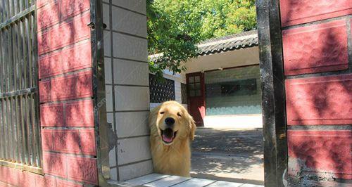 探秘上海的狗交易市场（追寻上海狗市的繁荣与争议）