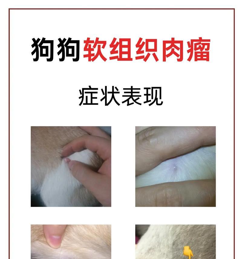 狗狗皮下出现肉瘤状物是什么？（了解和应对狗狗皮下肉瘤的重要性）