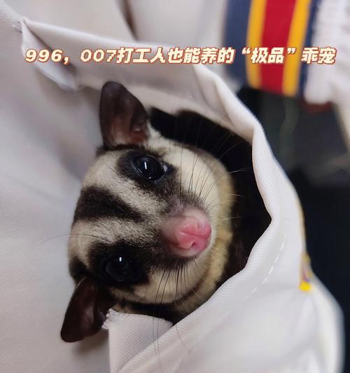 蜜袋鼯如何增重与饮食相关的科学解析（探究蜜袋鼯增重的关键饮食因素及方法）