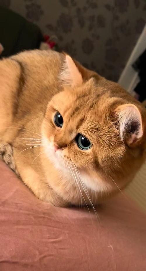 探索美短猫咪的不同品种（品种繁多，令人惊叹的多样性）