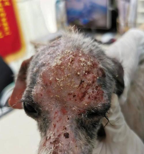 狗配完一直淌血的原因及处理方法（探究狗配完会出现持续出血的情况，帮助饲养者正确处理此类情况）