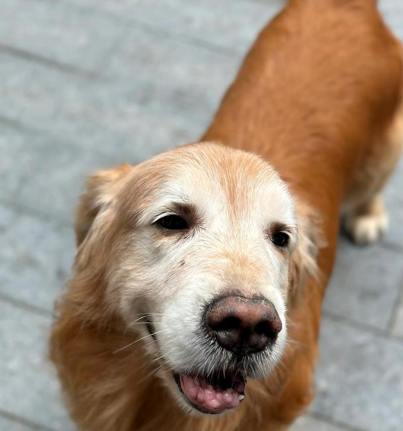 金毛爱得什么病？（探究金毛犬常见的疾病及预防）