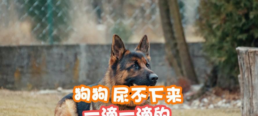 狗狗夹不住尿的原因解析（探寻狗狗夹不住尿的关键因素）