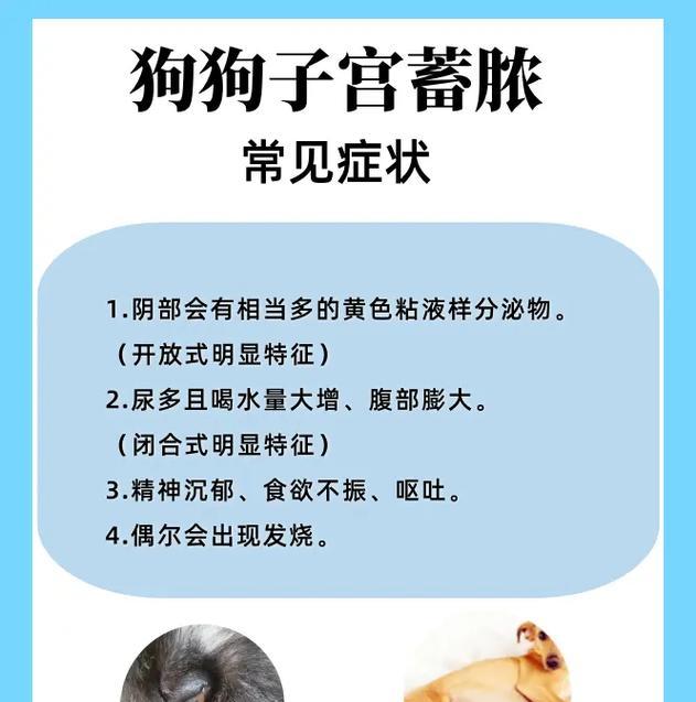 揭秘狗子宫积液的症状及治疗方法（了解狗子宫积液，保护爱宠健康）