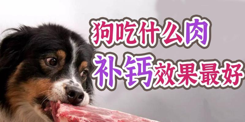 狗子的饮食习惯揭秘（揭开狗子最爱吃什么的神秘面纱）