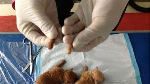 鹿娃犬剪尾巴的必要性（保护犬只健康，剪尾是负责任的选择）