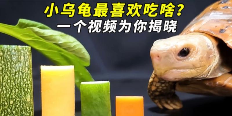 乌龟的饮食习性与喜好（揭秘乌龟的美食世界，从口水到消化一网打尽）