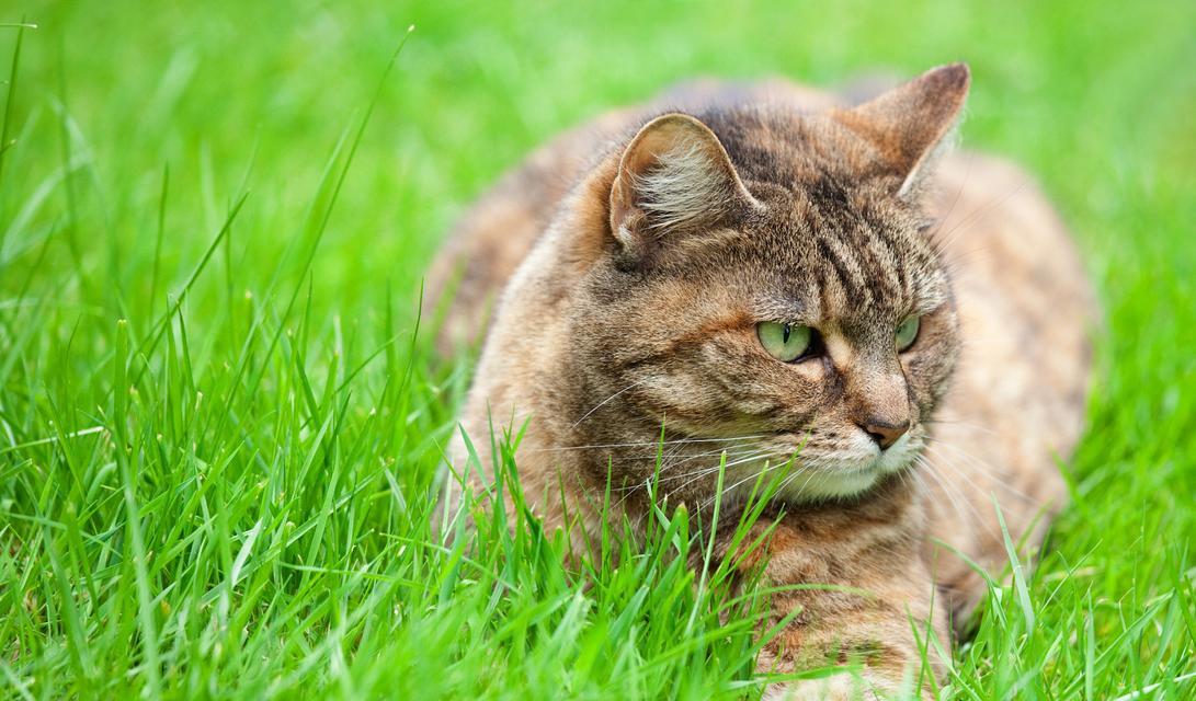 猫咪的健康之道（了解猫咪食用草的好处，选择适合猫咪的草品种）