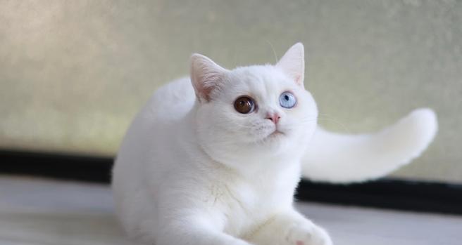 纯白色猫的奇妙世界（探寻纯白色猫的神秘品种）