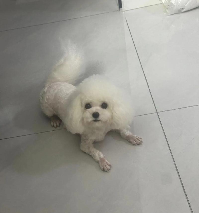比熊尾巴（追溯比熊尾巴的起源和特点，解析其直立的原因和意义）