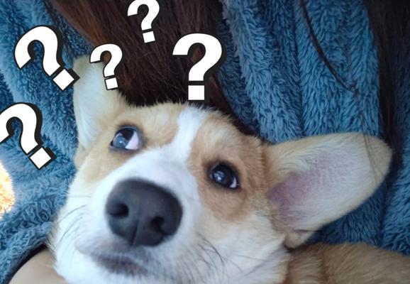 狗狗傻了会有什么症状？（探索狗狗智商下降的迹象及应对方法）