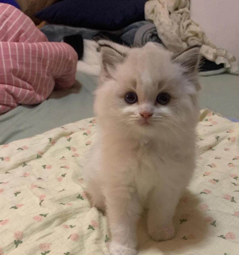 猫为什么有两层耳朵（解密猫咪特殊的听觉结构）