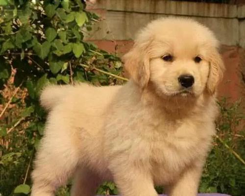 选择合适的大型犬品种家养（如何选择适合家庭的大型犬品种）