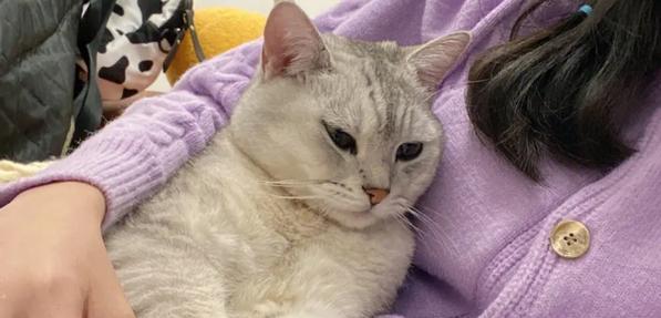 女人养猫的意义与价值（宠物猫陪伴女性生活的心理和情感需求）