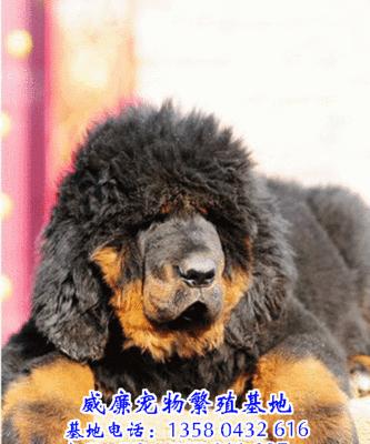 藏獒的价格与市场走势（探寻藏獒价格的变动和购买考量）