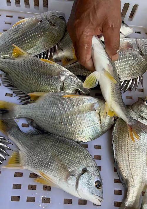 小鱼的饮食需求与食物选择（探索小鱼的营养需求和适宜食物，帮助你喂养宠物鱼健康成长）