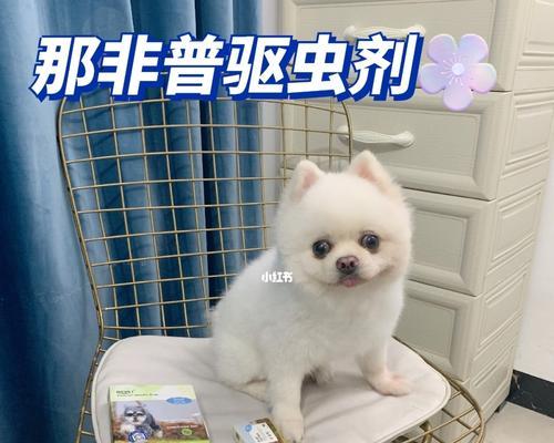 小狗何时需要进行泄虫？（保护小狗健康的关键措施）