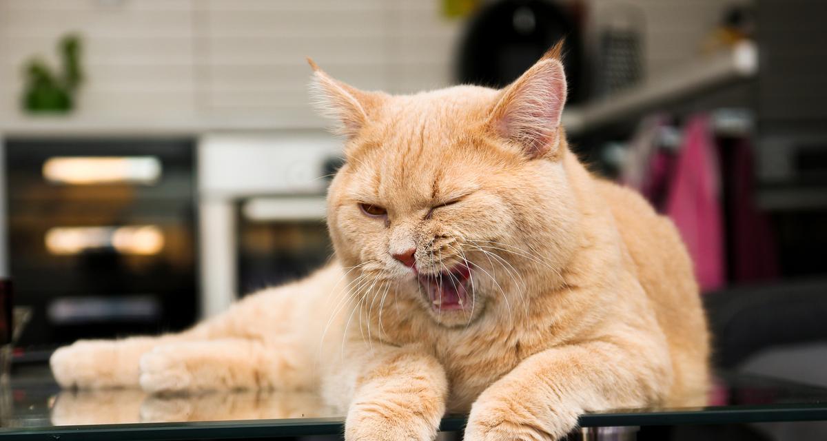 小猫的体温之谜（揭秘小猫为何体温特别低）