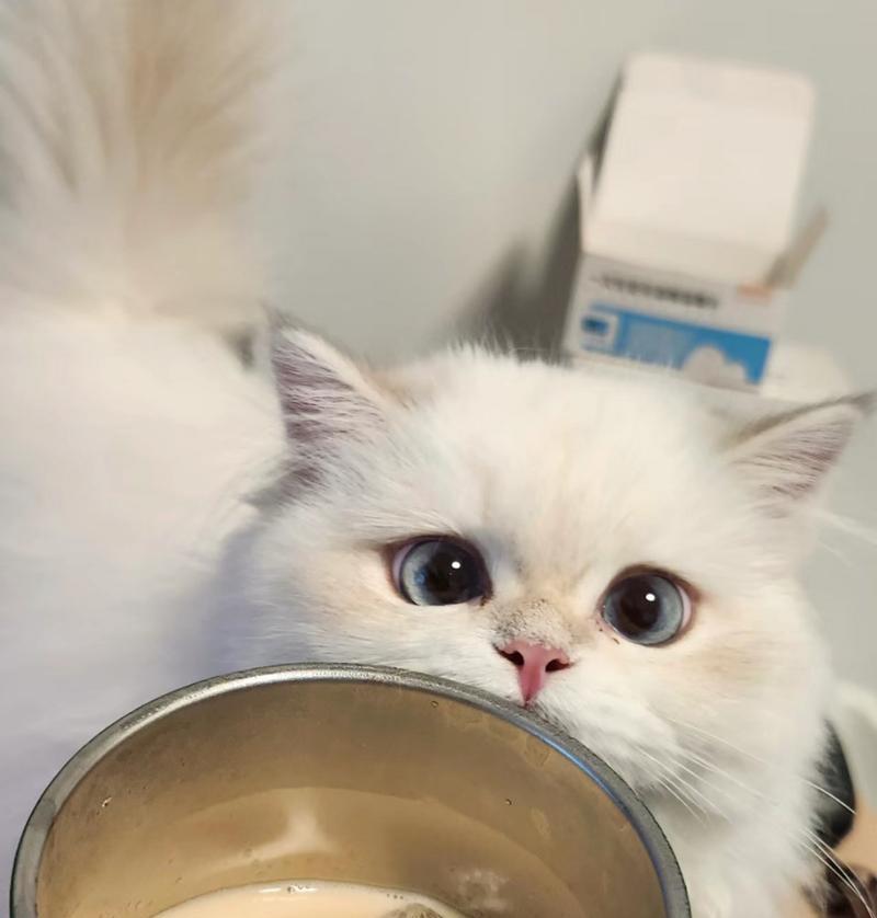 小猫喜欢喝什么水？（揭秘小猫对饮水的喜好和需求）