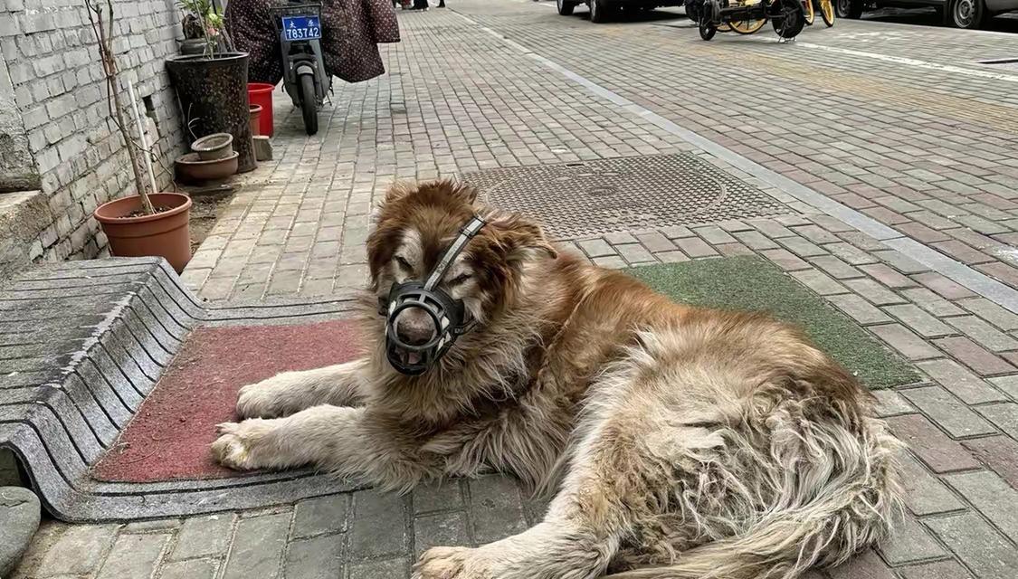 揭秘不长大的狗狗之谜（探究为什么有些狗狗永远不会变大）