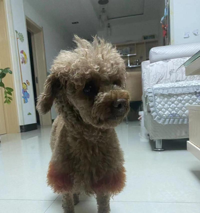 以泰迪神经可以吃什么药？（探索适用于以泰迪神经的药物治疗方案）