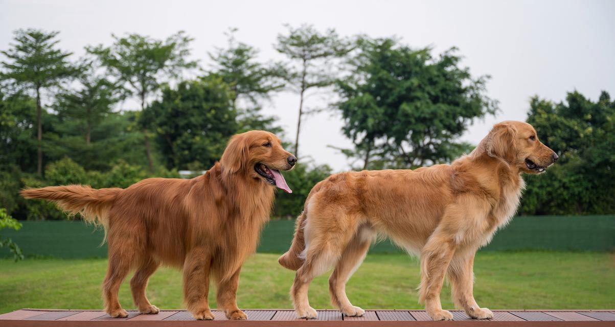金毛和边境牧羊犬的混血犬繁育（挖掘出最佳家庭宠物，金毛和边境牧羊犬的完美结合）