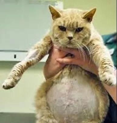 揭秘猫猫腹水病的成因与治疗方法（探究猫猫腹水病的症状、预防与护理措施）
