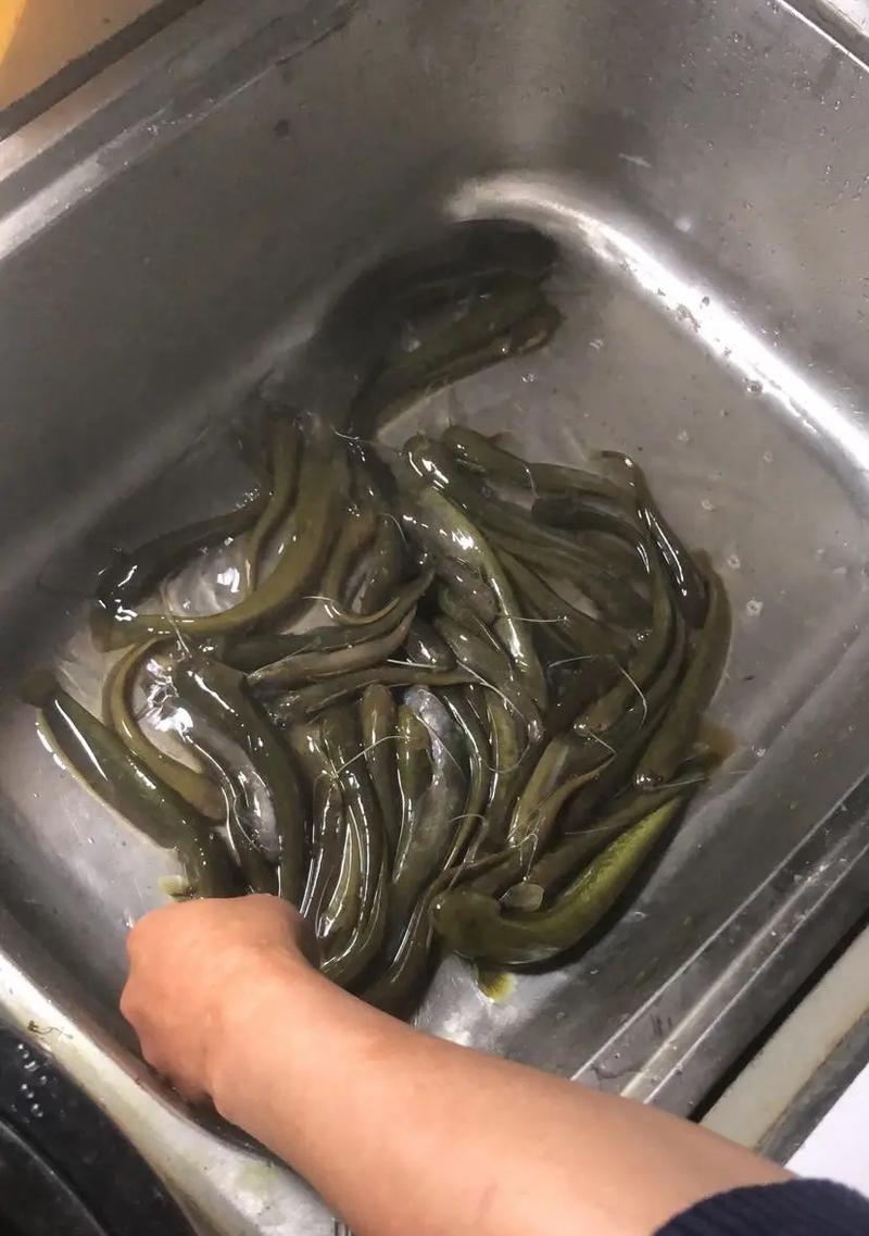 以蓝曼龙鱼繁殖吃什么？（了解蓝曼龙鱼的饮食需求，助您成功繁殖）