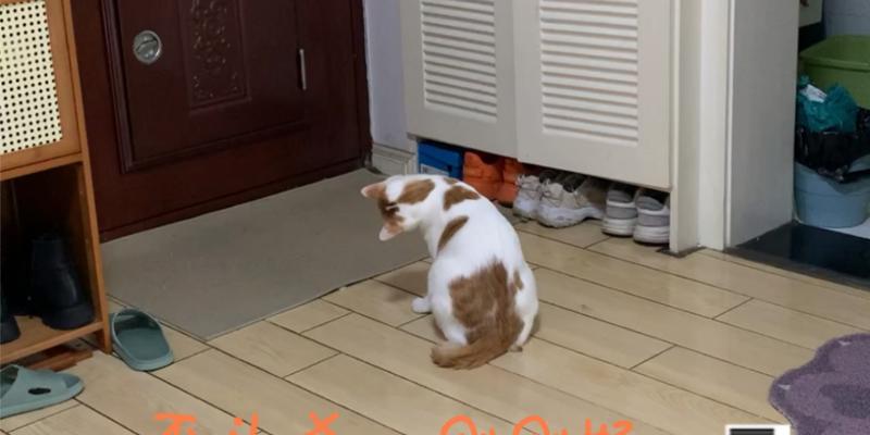 猫为什么会歪头看人？（揭秘猫咪神秘的视线习惯）