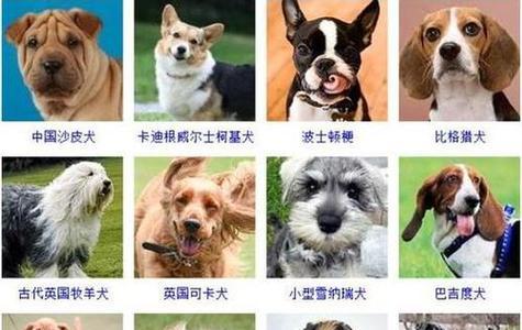 给金毛起什么名字最好？（如何选择一个适合金毛犬的名字）