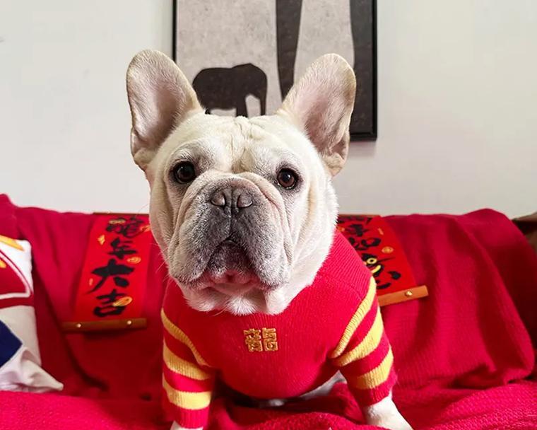 狗狗穿衣时间的选择（了解狗狗穿衣时间的重要性，让它们时刻保持舒适）