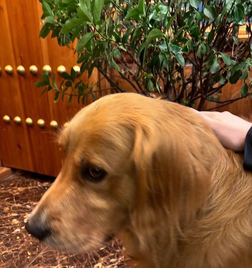 如何让金毛幼犬快速壮大（金毛幼犬营养需求与饮食管理）