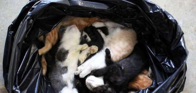 人道安乐死犬医学（药物安乐死在狗的临终关怀中的应用）