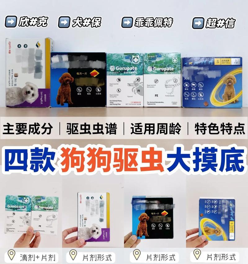 新手养狗必备，准备什么？（从零开始，打造舒适狗狗生活环境）