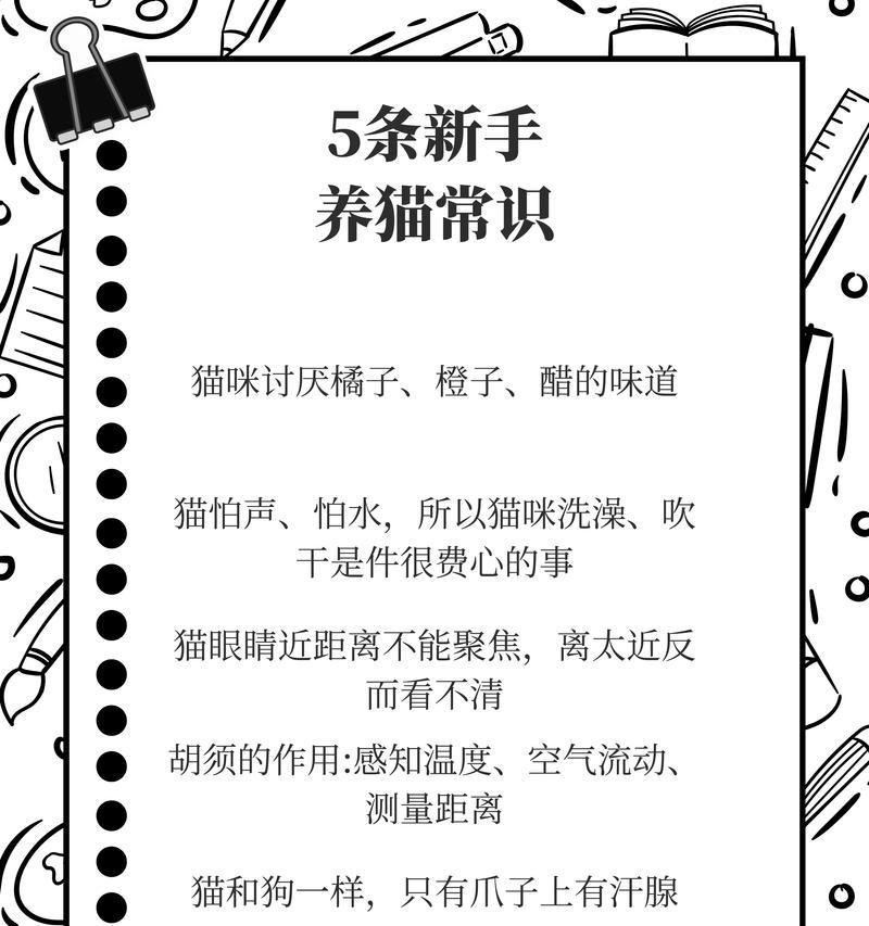 小猫的饮食（探索小猫食谱，为你的宠物提供健康饮食）