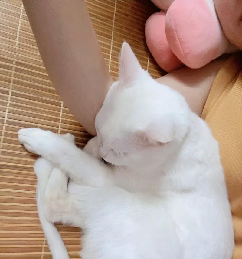 母猫如何获得营养均衡的饮食？（以才生下来的母猫需要摄入哪些食物？）