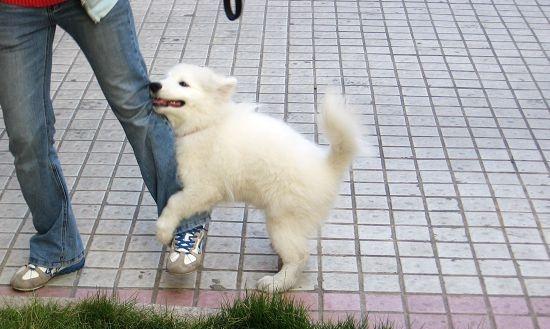 狗是人类最忠诚的伴侣（揭秘狗为何选择人类作为主人）