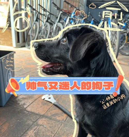 如何给小母狗起一个适合的名字（为你的小母狗选择一个独一无二的名字）