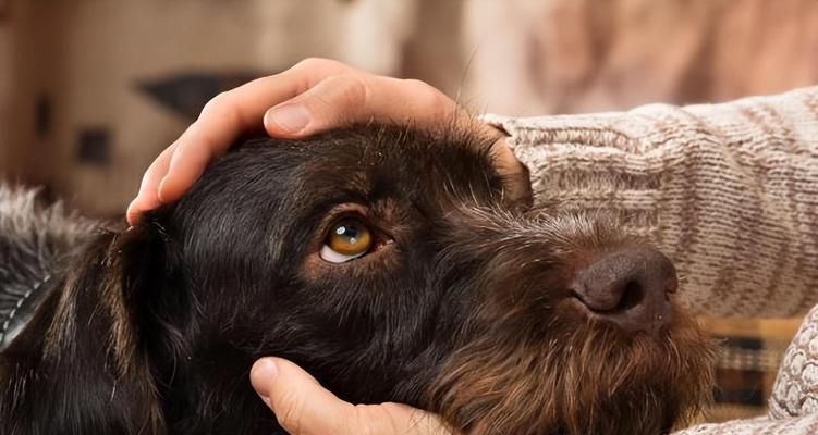 金毛犬接种疫苗后的反应及注意事项（关于金毛犬接种疫苗后可能出现的反应和如何应对）