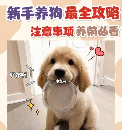 狗狗的买回来需要注意的事项（关爱新成员，营造幸福家庭）