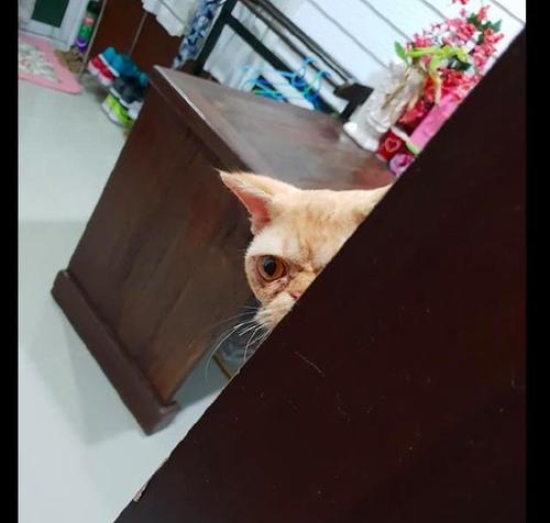 猫眼观人（为什么猫喜欢在暗处观察人？猫眼中的奥秘揭示）