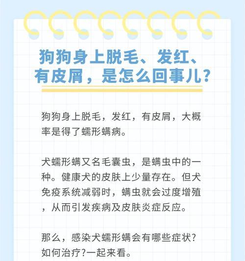 《消除泰迪身上皮屑，让它焕发健康光彩的药物指南》（用什么药物可以解决泰迪身上的皮屑问题）