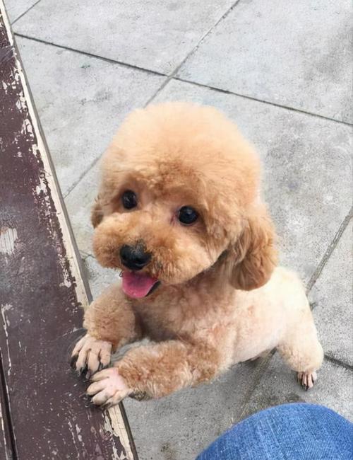 探寻贵族泰迪犬之谜（拥有世界上最昂贵毛色的泰迪犬-银色泰迪）
