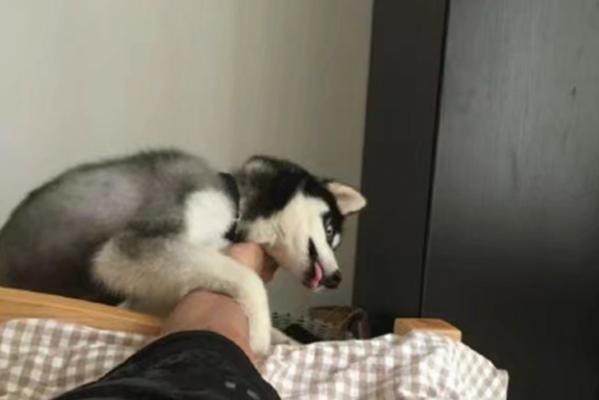 狗为什么喜欢舔人脚？（探究狗狗舔人脚的原因及意义）
