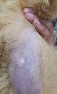 狗大块掉皮的原因及解决方法（狗为什么会大块掉皮？如何预防和处理掉皮问题？）