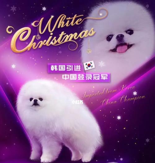 以博美犬的优秀特性，与以下犬种交配得到最佳后代（为你介绍适合与博美犬交配的犬种）