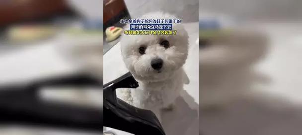 为什么狗喜欢专咬鞋子？（探究狗咬鞋的原因和解决方法）
